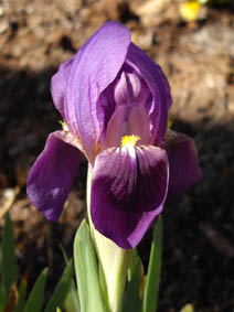 Iris pumila 'violet'